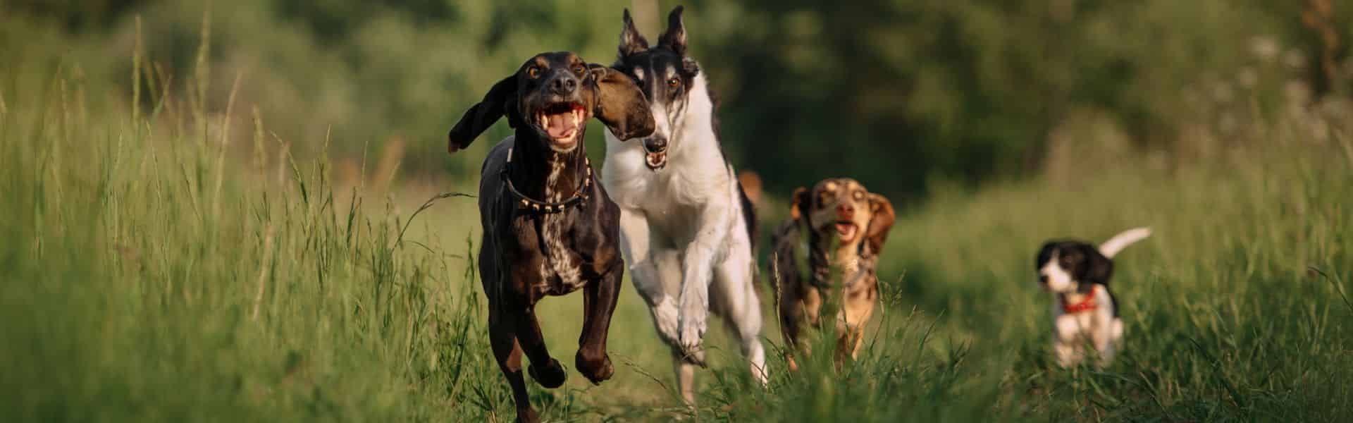 Dogs Happy